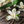Load image into Gallery viewer, Texas Vent Clip Air Freshener